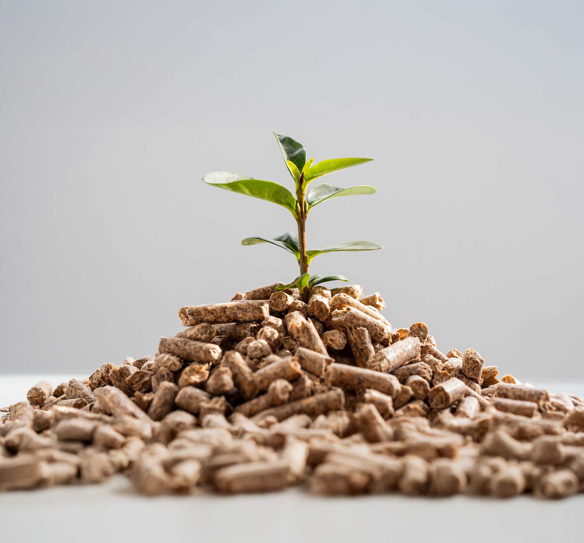front-view-plant-growing-from-pellets